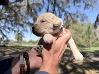 Bella of Avalon - ESA Service dog prospect, a female Golden Retriever for sale in Hawthorne, FL – Photo 4 of 9
