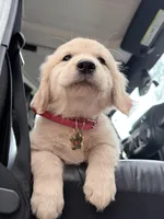 Bella of Avalon Service Dog prospect 95% TPO tests succeed / Pending, a female Golden Retriever for sale in Hawthorne, FL – 10 of 10