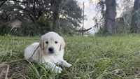 Bamboo of Avalon , a male Golden Retriever for sale in Hawthorne, FL – 5 of 9