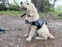 Brooklyn of Avalon, talented boy for agility & service dog prospect, a male Golden Retriever for sale in Hawthorne, FL – 3 of 10