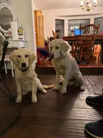 Rare! SERVICE DOG (pure golden) with Ihis D - Akela, a male Golden Retriever for sale in Hawthorne, FL – 4 of 10