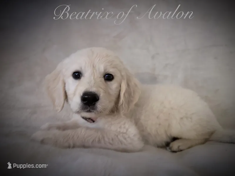 BEATRIX OF AVALON Beauty & beautiful mind – Golden Retriever puppy for sale in Hawthorne, FL