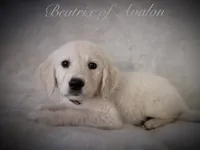 BEATRIX OF AVALON Beauty & beautiful mind, a female Golden Retriever for sale in Hawthorne, FL – 1 of 9