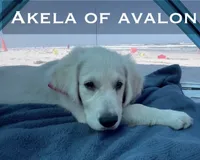 Golden SERVICE DOG with ID 11 months in ttraining (Akela) affordable, a male Golden Retriever for sale in Hawthorne, FL – 2 of 10