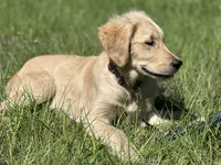 Anya of Avalon - purebred female golden retriever with DNA profile, a female Golden Retriever for sale in Hawthorne, FL – 7 of 10