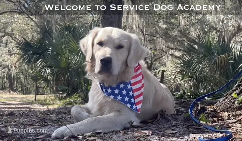 U-TURN : pure golden producer OFA dna / for trade – Golden Retriever puppy for sale in Hawthorne, FL