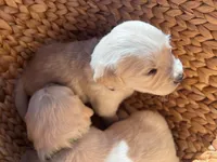 Vedah of Avalon , a female Golden Retriever for sale in Hawthorne, FL – 6 of 10