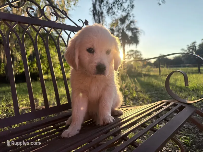 BEATRIX OF AVALON ESA Beauty & beautiful mind – Golden Retriever puppy for sale in Hawthorne, FL