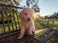 BEATRIX OF AVALON ESA Beauty & beautiful mind, a female Golden Retriever for sale in Hawthorne, FL – 1 of 10