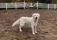U-TURN : pure golden producer OFA dna / for trade, a male Golden Retriever for sale in Hawthorne, FL – 3 of 10