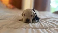 BERKELEY of Avalon - Golden retriever male puppy ready in 7 weeks!, a male Golden Retriever for sale in Hawthorne, FL – 8 of 9