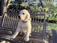 Brooklyn of Avalon (75% @TPO tests), a male Golden Retriever for sale in Hawthorne, FL – 8 of 10
