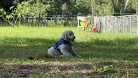 Barbie of avalon -beautiful Golden female ESA prospect Golden female , a female Golden Retriever for sale in Hawthorne, FL – 3 of 7