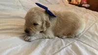BALKAN of Avalon - Golden retriever male puppy ready in 7 weeks!, a male Golden Retriever for sale in Hawthorne, FL – 3 of 10