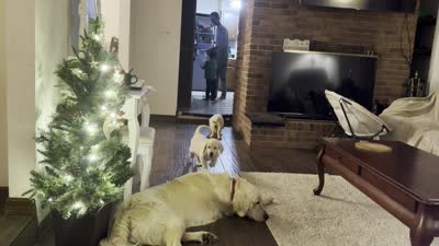 Banzai of Avalon - smart Golden Retriever female (agility assistance), a female Golden Retriever for sale in Hawthorne, FL – 10 of 10