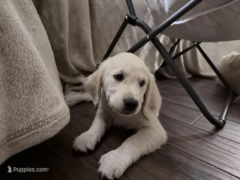BONZAI of Avalon - Girl for Service + esa (83% @TPO tests) – Golden Retriever puppy for sale in Hawthorne, FL