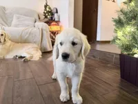 BONZAI of Avalon - Girl for Service + esa (83% @TPO tests), a female Golden Retriever for sale in Hawthorne, FL – 9 of 10