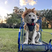 Akela of Avalon, a male Golden Retriever for sale in Hawthorne, FL – Photo 6 of 10