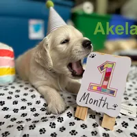 Akela of Avalon, a male Golden Retriever for sale in Hawthorne, FL – Photo 7 of 10