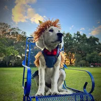 Akela of Avalon, a male Golden Retriever for sale in Hawthorne, FL – Photo 1 of 10