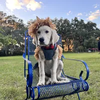 Akela of Avalon, a male Golden Retriever for sale in Hawthorne, FL – Photo 4 of 10