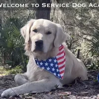 Akela of Avalon, a male Golden Retriever for sale in Hawthorne, FL – Photo 9 of 10