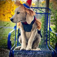 Akela of Avalon, a male Golden Retriever for sale in Hawthorne, FL – Photo 2 of 10