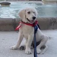 Akela of Avalon, a male Golden Retriever for sale in Hawthorne, FL – Photo 8 of 10