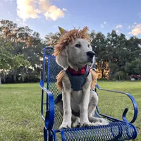 Akela of Avalon, a male Golden Retriever for sale in Hawthorne, FL – Photo 5 of 10