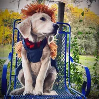 Akela of Avalon, a male Golden Retriever for sale in Hawthorne, FL – Photo 3 of 10