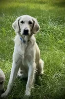 Beatrix of Avalon - Golden retriever (english cream) female puppy, a female Golden Retriever for sale in Hawthorne, FL – 8 of 9