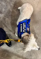 Viktoria of Avalon, a female Golden Retriever for sale in Hawthorne, FL – 6 of 10