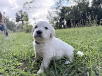 Bianca of Avalon, a female Golden Retriever for sale in Hawthorne, FL – 6 of 10