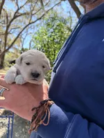 Berlioz of Avalon - ESA / service dog prospect, a male Golden Retriever for sale in Hawthorne, FL – Photo 10 of 10
