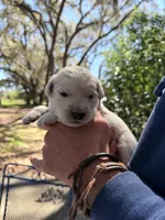Berlioz of Avalon - ESA / service dog prospect, a male Golden Retriever for sale in Hawthorne, FL – Photo 6 of 10