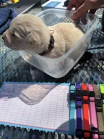 Berlioz of Avalon - ESA / service dog prospect, a male Golden Retriever for sale in Hawthorne, FL – Photo 9 of 10