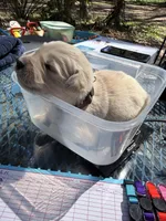 Berlioz of Avalon - ESA / service dog prospect, a male Golden Retriever for sale in Hawthorne, FL – Photo 4 of 10