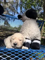 Berlioz of Avalon - ESA / service dog prospect, a male Golden Retriever for sale in Hawthorne, FL – Photo 8 of 10