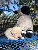 Berlioz of Avalon - ESA / service dog prospect, a male Golden Retriever for sale in Hawthorne, FL – Photo 7 of 10