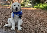Barbie of Avalon - Golden retriever (english cream) female puppy, a female Golden Retriever for sale in Hawthorne, FL – 4 of 10