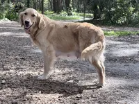 Vedah of Avalon , a female Golden Retriever for sale in Hawthorne, FL – 8 of 10