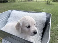 Bianca of Avalon, a female Golden Retriever for sale in Hawthorne, FL – 9 of 10