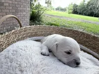 Brittani  - Golden retriever female puppy ready in 7 weeks!, a female Golden Retriever for sale in Hawthorne, FL – 2 of 3