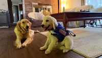 Barbie of Avalon - Golden retriever (english cream) female puppy, a female Golden Retriever for sale in Hawthorne, FL – 10 of 10