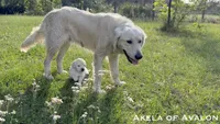 Rare! SERVICE DOG (pure golden) with Ihis D - Akela, a male Golden Retriever for sale in Hawthorne, FL – 6 of 10