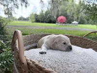 Bamboo - Golden retriever male puppy ready in 7 weeks!, a male Golden Retriever for sale in Hawthorne, FL – 3 of 7