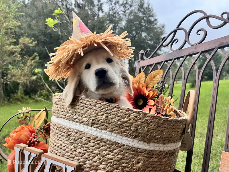 Aramis - service dog prospect