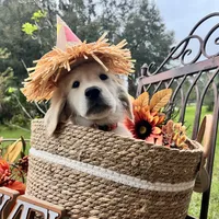 Aramis - E.S.A. prospect, a male Golden Retriever for sale in Hawthorne, FL – Photo 1 of 8