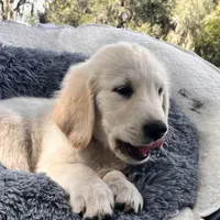 Aramis - E.S.A. prospect, a male Golden Retriever for sale in Hawthorne, FL – Photo 3 of 8