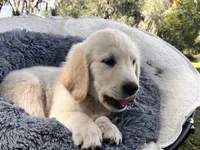 Aramis - service dog prospect, a male Golden Retriever for sale in Hawthorne, FL – Photo 3 of 8